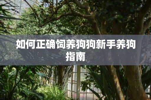 如何正确饲养狗狗新手养狗指南