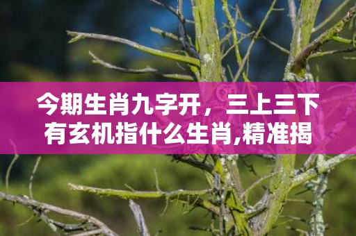 今期生肖九字开，三上三下有玄机指什么生肖,精准揭秘相关生肖含义