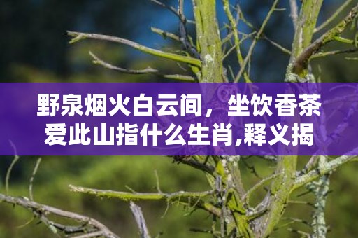 野泉烟火白云间，坐饮香茶爱此山指什么生肖,释义揭晓最准答案