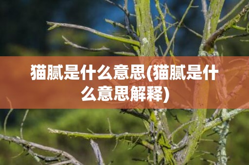 猫腻是什么意思(猫腻是什么意思解释)