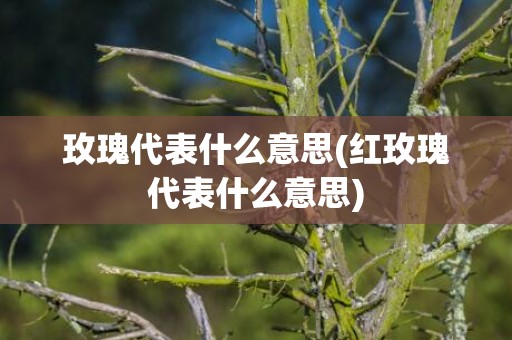 玫瑰代表什么意思(红玫瑰代表什么意思)