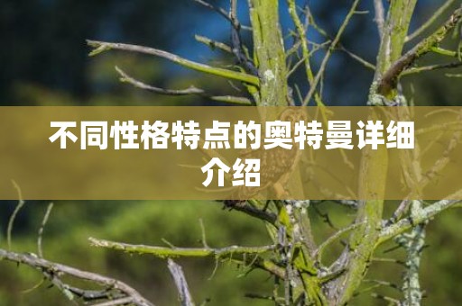 不同性格特点的奥特曼详细介绍
