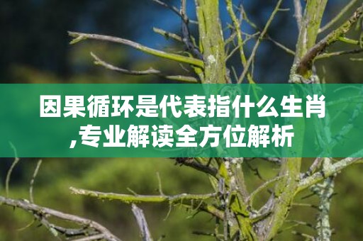 因果循环是代表指什么生肖,专业解读全方位解析