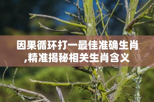 因果循环打一最佳准确生肖,精准揭秘相关生肖含义
