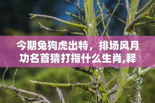 今期兔狗虎出特，排场风月功名首猜打指什么生肖,释义揭晓最准答案