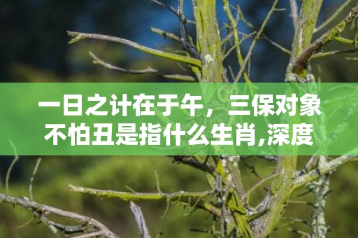 一日之计在于午，三保对象不怕丑是指什么生肖,深度解读这一神秘词汇