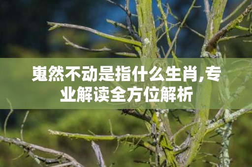 嵬然不动是指什么生肖,专业解读全方位解析
