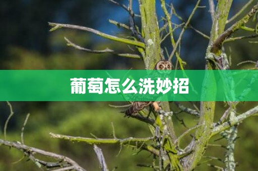 葡萄怎么洗妙招