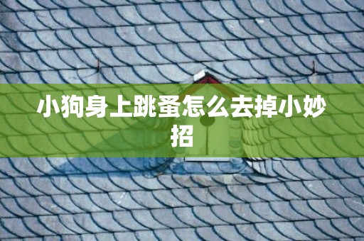 小狗身上跳蚤怎么去掉小妙招