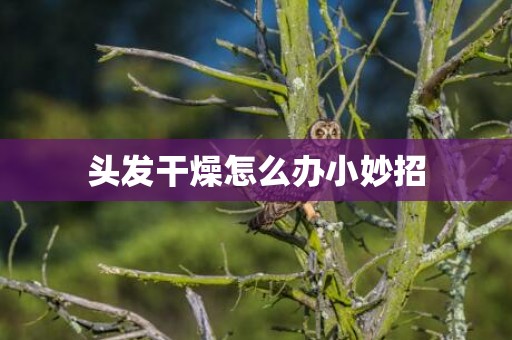 头发干燥怎么办小妙招
