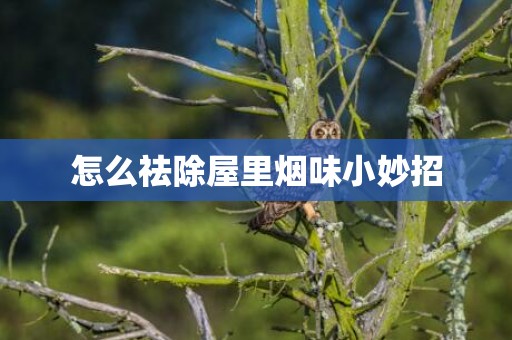 怎么祛除屋里烟味小妙招