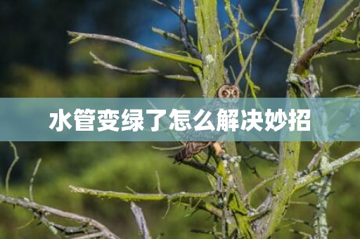 水管变绿了怎么解决妙招