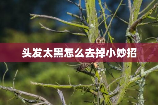 头发太黑怎么去掉小妙招