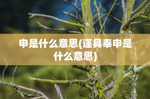 申是什么意思(谨具奉申是什么意思)