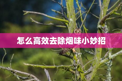 怎么高效去除烟味小妙招