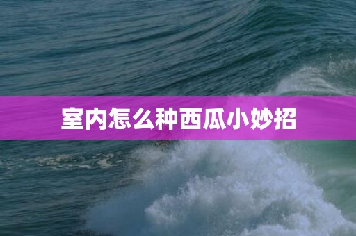 室内怎么种西瓜小妙招