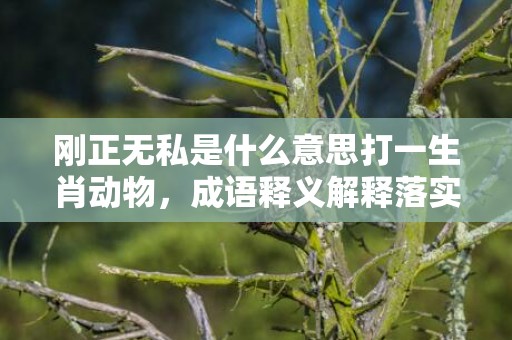 刚正无私是什么意思打一生肖动物，成语释义解释落实