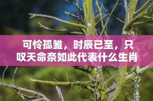  可怜孤雏，时辰已至，只叹天命奈如此代表什么生肖打一最佳数字生肖，成语释义解释落实