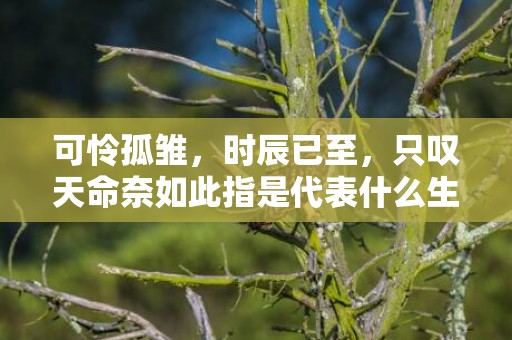 可怜孤雏，时辰已至，只叹天命奈如此指是代表什么生肖，成语释义解释落实