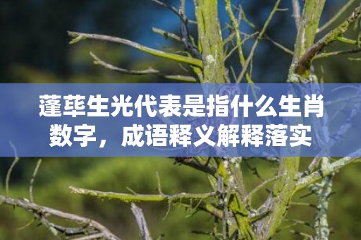 蓬荜生光代表是指什么生肖数字，成语释义解释落实