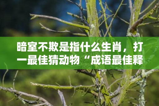 暗室不欺是指什么生肖，打一最佳猜动物“成语最佳释义解释答”