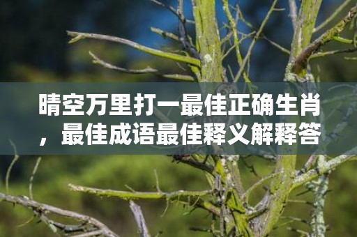 晴空万里打一最佳正确生肖，最佳成语最佳释义解释答插图