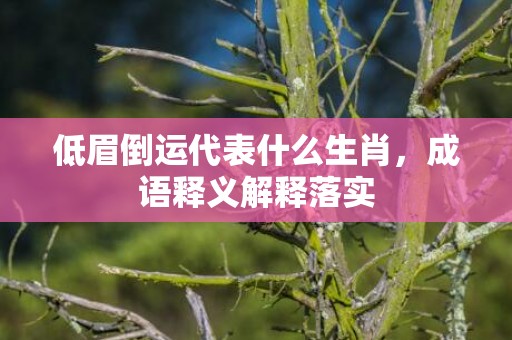 低眉倒运代表什么生肖，成语释义解释落实插图