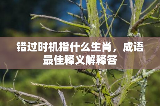 错过时机指什么生肖，成语最佳释义解释答