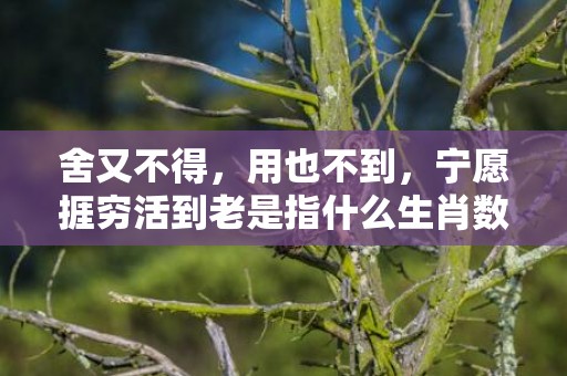 舍又不得，用也不到，宁愿捱穷活到老是指什么生肖数字，成语最佳释义解释答