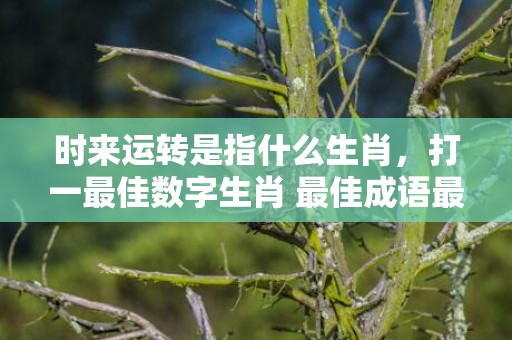 时来运转是指什么生肖，打一最佳数字生肖 最佳成语最佳释义解释答