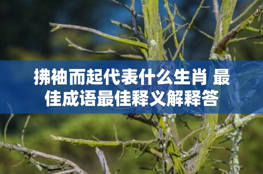 拂袖而起代表什么生肖 最佳成语最佳释义解释答