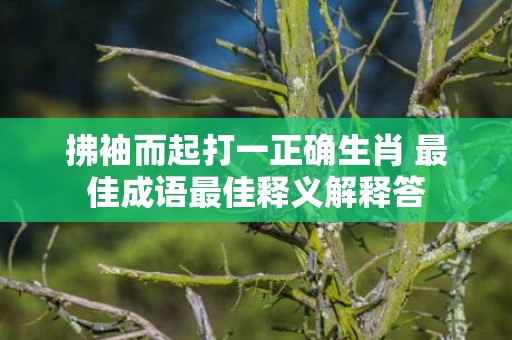 拂袖而起打一正确生肖 最佳成语最佳释义解释答