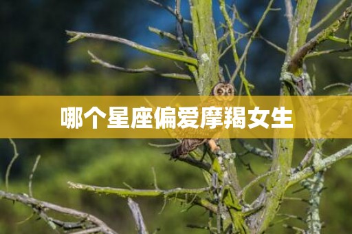哪个星座偏爱摩羯女生