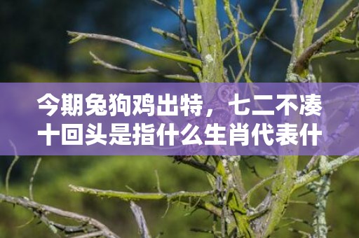 今期兔狗鸡出特，七二不凑十回头是指什么生肖代表什么数字动物，释义成语解释落实