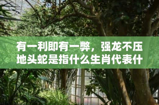有一利即有一弊，强龙不压地头蛇是指什么生肖代表什么数字释义成语解释落实