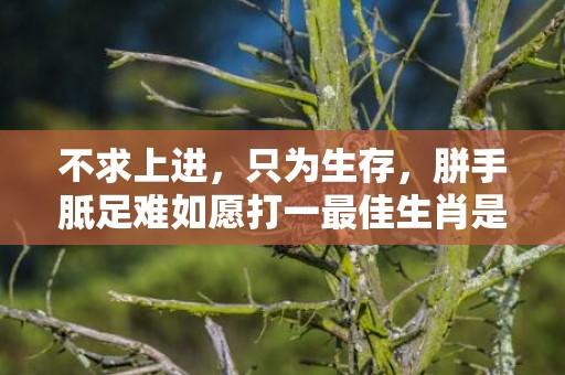 不求上进，只为生存，胼手胝足难如愿打一最佳生肖是什么数字生肖，成语释义解释落实