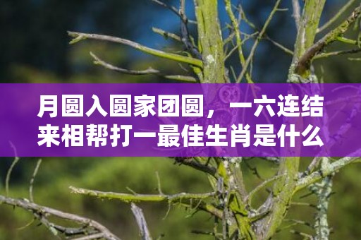 月圆入圆家团圆，一六连结来相帮打一最佳生肖是什么数字生肖 最佳成语释义解释答