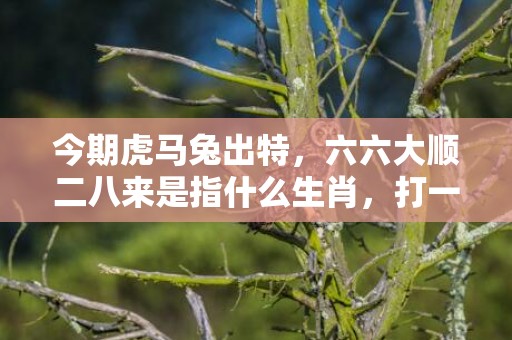 今期虎马兔出特，六六大顺二八来是指什么生肖，打一最佳生肖;释义成语解释落实
