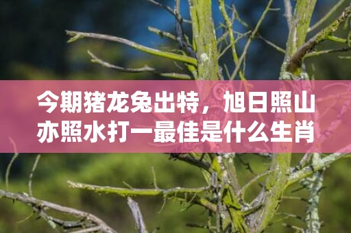 今期猪龙兔出特，旭日照山亦照水打一最佳是什么生肖,释义成语解释落实