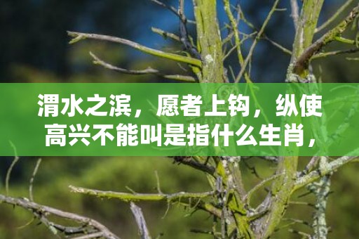 渭水之滨，愿者上钩，纵使高兴不能叫是指什么生肖，成语释义解释落实