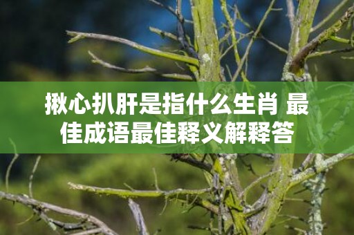 揪心扒肝是指什么生肖 最佳成语最佳释义解释答