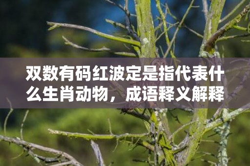 双数有码红波定是指代表什么生肖动物，成语释义解释落实