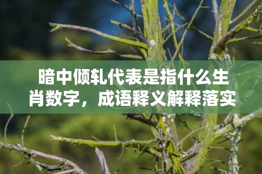  暗中倾轧代表是指什么生肖数字，成语释义解释落实
