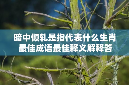 暗中倾轧是指代表什么生肖 最佳成语最佳释义解释答