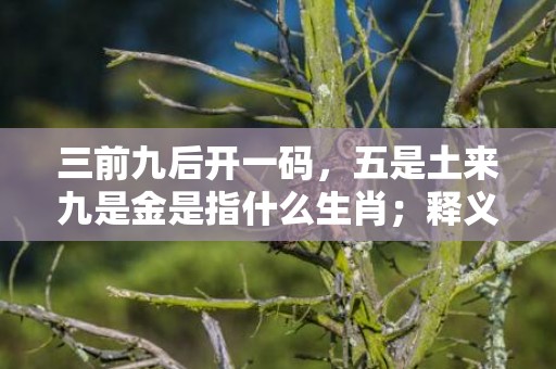 三前九后开一码，五是土来九是金是指什么生肖；释义成语解释落实