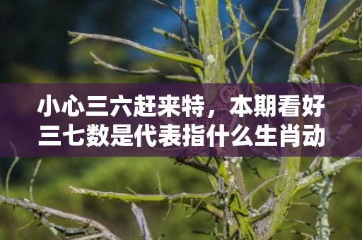 小心三六赶来特，本期看好三七数是代表指什么生肖动物、最佳释义解释答