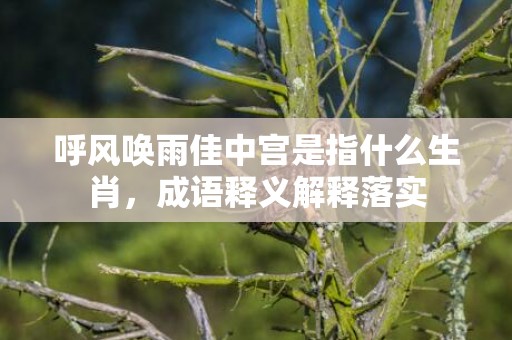 呼风唤雨佳中宫是指什么生肖，成语释义解释落实