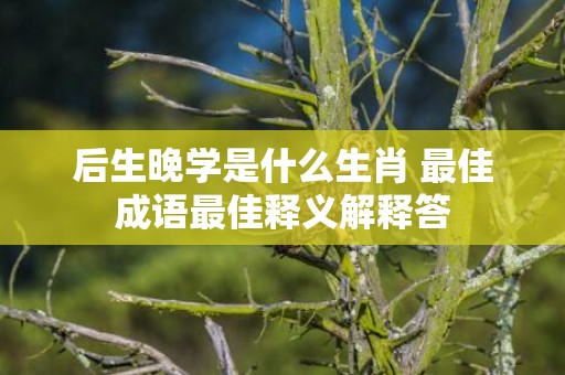 后生晚学是什么生肖 最佳成语最佳释义解释答