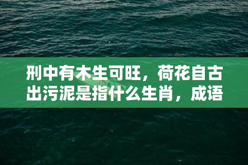 刑中有木生可旺，荷花自古出污泥是指什么生肖，成语释义落实解释