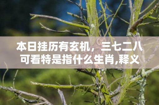 本日挂历有玄机，三七二八可看特是指什么生肖,释义成语解释落实